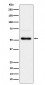 Anti-Phospho-Chk1 (S280) Rabbit Monoclonal Antibody