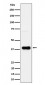 Anti-CXCR6 / CD186 Rabbit Monoclonal Antibody