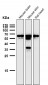 Anti-TFIIE alpha Rabbit Monoclonal Antibody