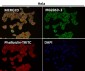 Anti-CD223 Rabbit Monoclonal Antibody