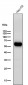 Anti-ALDH2 Rabbit Monoclonal Antibody