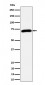 Anti-Choline Acetyltransferase Rabbit Monoclonal Antibody