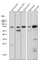 Anti-Choline Acetyltransferase Rabbit Monoclonal Antibody