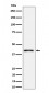 Anti-Phospho-p38 (T180) Rabbit Monoclonal Antibody