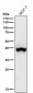 Anti-Phospho-p38 (T180) Rabbit Monoclonal Antibody