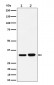 Anti-Bcl-XL Rabbit Monoclonal Antibody