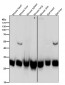 Anti-Bcl-XL Rabbit Monoclonal Antibody