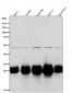 Anti-Bcl-XL Rabbit Monoclonal Antibody