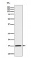 Anti-Phospho-Histone H3 (S10) Rabbit Monoclonal Antibody