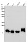 Anti-Histone H3 (di methyl K79) Rabbit Monoclonal Antibody
