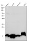 Anti-Histone H3 (acetyl K36) Rabbit Monoclonal Antibody
