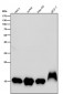 Anti-Histone H3 (mono methyl K79) Rabbit Monoclonal Antibody