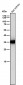 Anti-Caspase-6 Rabbit Monoclonal Antibody