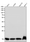 Anti-Histone H3 (di methyl K4) Rabbit Monoclonal Antibody