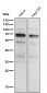 Anti-Phospho-PKC alpha (T497) Rabbit Monoclonal Antibody