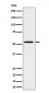 Anti-Phospho-Src (Y529) Rabbit Monoclonal Antibody