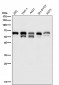 Anti-Phospho-Src (Y529) Rabbit Monoclonal Antibody