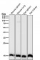Anti-Histone H3 (tri methyl K27) Rabbit Monoclonal Antibody