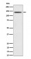 Anti-Phospho-BCAR1 (Y410) Rabbit Monoclonal Antibody