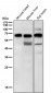 Anti-Phospho-P70 S6 Kinase beta (S371) Rabbit Monoclonal Antibody