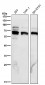 Anti-Phospho-P70 S6 Kinase beta (S371) Rabbit Monoclonal Antibody