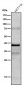 Anti-Phospho-CrkL (Y207) Rabbit Monoclonal Antibody