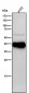 Anti-Phospho-CrkL (Y207) Rabbit Monoclonal Antibody