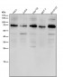 Anti-ACBD3 Rabbit Monoclonal Antibody