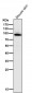 Anti-Myeloperoxidase Rabbit Monoclonal Antibody