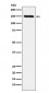 Anti-CD163 Rabbit Monoclonal Antibody