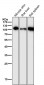 Anti-ICAM1 / CD54 Rabbit Monoclonal Antibody
