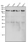 Anti-USP5 Rabbit Monoclonal Antibody