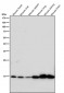 Anti-Histone H3 (acetyl K9) Rabbit Monoclonal Antibody