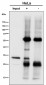 Anti-SDHB Rabbit Monoclonal Antibody