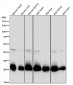 Anti-SDHB Rabbit Monoclonal Antibody