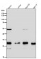 Anti-SDHB Rabbit Monoclonal Antibody