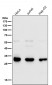 Anti-VAPA Rabbit Monoclonal Antibody