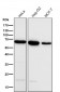 Anti-ACADVL/VLCAD Rabbit Monoclonal Antibody