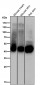 Anti-Phospho-GLUT4 (S488) Rabbit Monoclonal Antibody