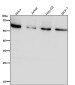 Anti-SYVN1 / HRD1 Rabbit Monoclonal Antibody