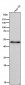 Anti-Phospho-VASP (S156) Rabbit Monoclonal Antibody