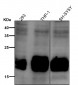 Anti-Phospho-eIF4EBP1 (T70) Rabbit Monoclonal Antibody