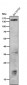 Anti-Phospho-PLCB3 (S537) Rabbit Monoclonal Antibody