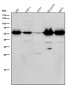 Anti-Phospho-beta Arrestin 1 (S412) Rabbit Monoclonal Antibody