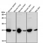 Anti-GRB2 Rabbit Monoclonal Antibody