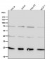 Anti-GRB2 Rabbit Monoclonal Antibody