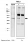 Anti-CrkL Rabbit Monoclonal Antibody