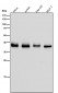 Anti-CrkL Rabbit Monoclonal Antibody