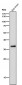 Anti-CrkL Rabbit Monoclonal Antibody