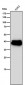 Anti-CrkL Rabbit Monoclonal Antibody